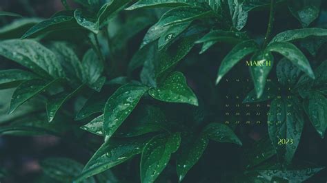 Update 65+ minimalist plant desktop wallpaper super hot - in.cdgdbentre