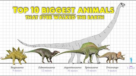 The 10 Biggest Animals Ever to Walk the Earth (Enormous!) - YouTube