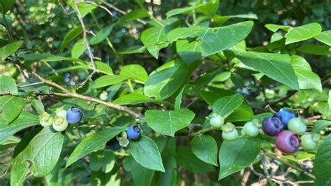 Vaccinium corymbosum: Systematics, Habitat, Cultivation ...