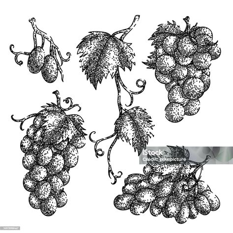 Grape Food Bunch Set Sketch Hand Drawn Vector Stock Illustration ...