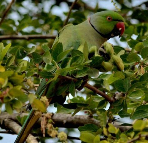 Rose-ringed Parakeet Habitat and Description | Whizzed Net