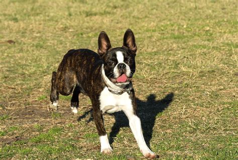 Boston Terrier Colors – Only Brindle, Seal & Black? | PawLeaks