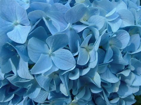 Hydrangea Wallpapers - Wallpaper Cave