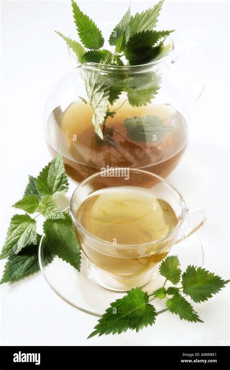 Stinging nettle tea Stock Photo - Alamy