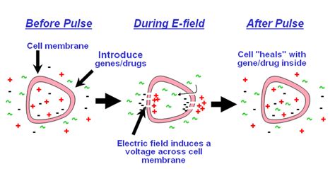 Bacterial Transformation: Electroporation | Society for Mucosal Immunology