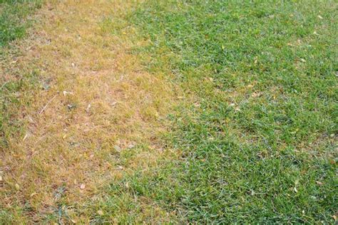 Yellow Lawn Problems - How To Fix Your Yellow Lawn