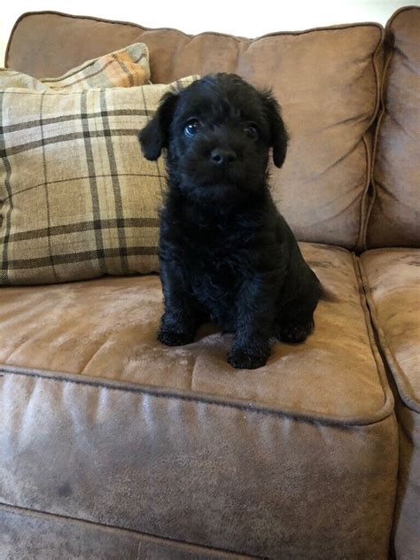 Rare French Boodle puppies | in Sandwell, West Midlands | Gumtree