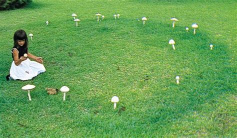 Fairy ring | Mushroom Circles, Soil Fertility & Ecology | Britannica