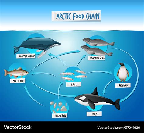 Arctic Food Chain Diagram