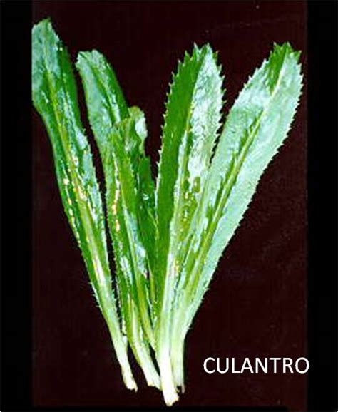 Latin American Cook: CILANTRO, OUR HERB OUR FLAVOR