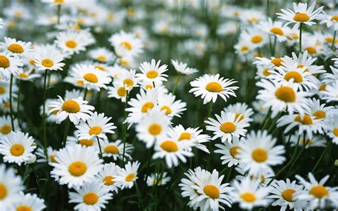 Hình ảnh hoa cúc trắng đẹp nhất - Thích Vi Vu