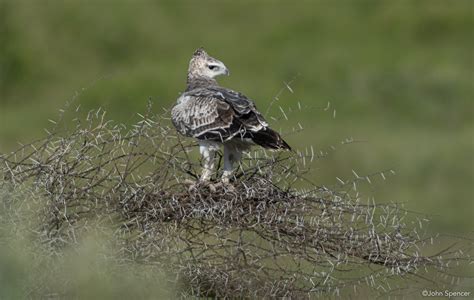 Martial Eagle | Backcountry Gallery Photography Forums