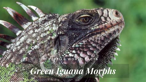 10 Gorgeous Green Iguana Morphs! - ReptileWorldFacts