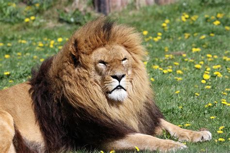 Lion Mane Animal - Free photo on Pixabay - Pixabay