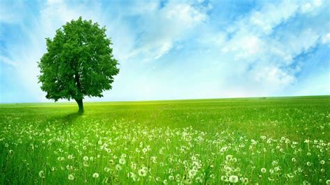 Green Nature Wallpapers - Top Free Green Nature Backgrounds - WallpaperAccess