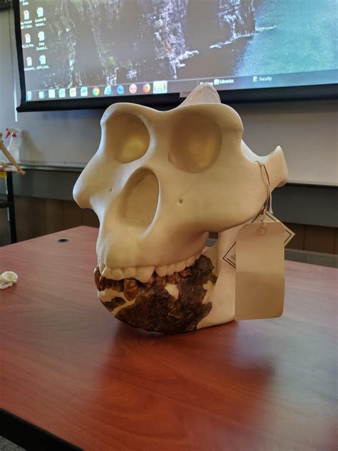 Gigantopithecus skull (dark portion is an actual fossil) in my anthropology class : r/bigfoot