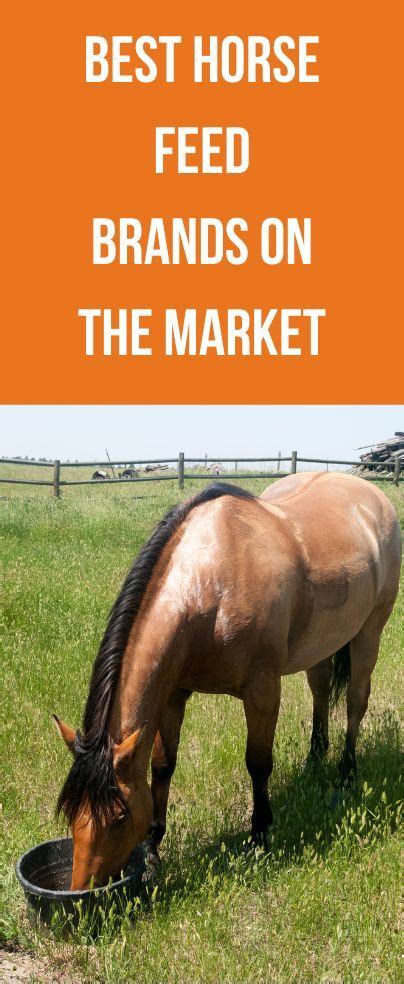 Best Horse Feed Brands On The Market