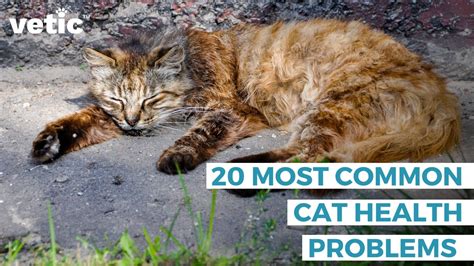 20 Common Cat Health Problems: Signs, Symptoms and Solutions