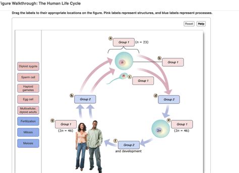 Solved Figure Walkthrough: The Human Life Cycle Drag the | Chegg.com