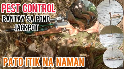 PEST CONTROL|| PAG AABANG SA FISHPOND,ITIK PATO HUNTING V-88 #pestcontrol #wildduck #pcpairgun ...