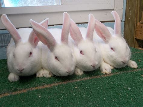 New Zealand Male Rabbits available in Forney Texas. | USA Rabbit Breeders