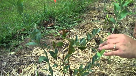 How to Prune Blueberry Plants - YouTube