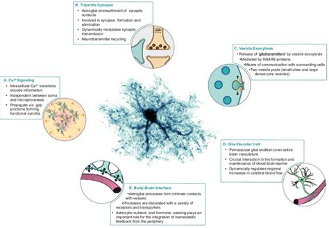 1 Fundamentals of astrocyte function in the CNS. Astrocytes take on a... | Download Scientific ...