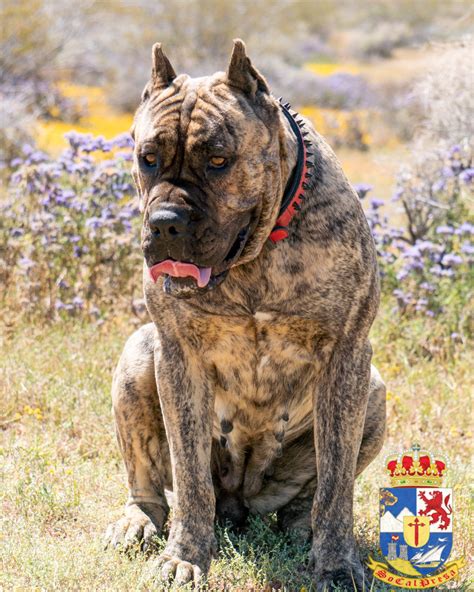 SoCalPresa Tsavo de Satan – Reverse Brindle Presa Canario Female – SoCalPresa – Presa Canario ...