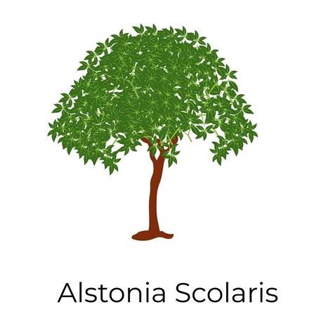 Alstonia Scholaris Tree 2709970 Vector Art at Vecteezy