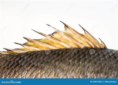 Dorsal Fin Fish Back Spine Spikes Close-up Dragon Sail Stock Photo ...