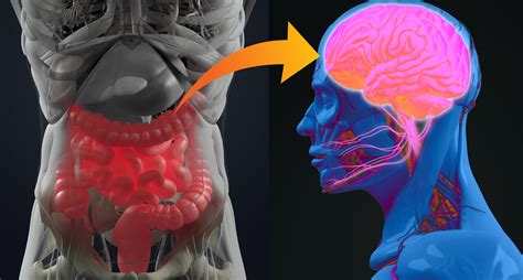 gut-brain-axis - Gut Microbiota for Health