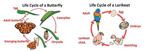 Living Learning - Primary School Resources - The cycle of life - Centennial Parklands