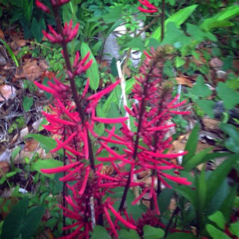 Coral Bean Plant | Plants, Bean plant, Wild flowers