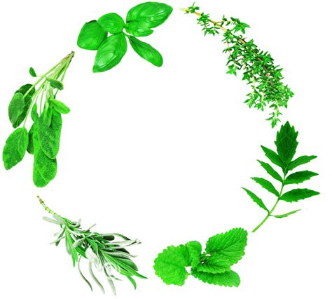 Herbs Leaf Free Clipart HQ Transparent HQ PNG Download | FreePNGimg