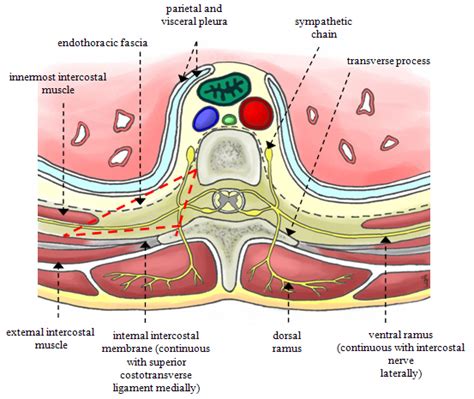 Anatomy