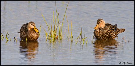 Mottled Duck Page