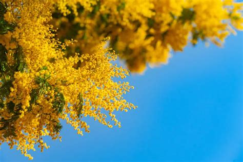 Everything You Need to Know about the Mimosa Flower | Blog