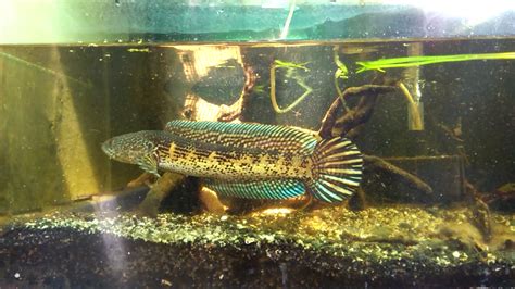 Male Orange spotted snakehead. | Ikan