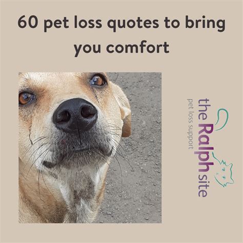 60 pet loss quotes to bring you comfort | The Ralph Site Blog