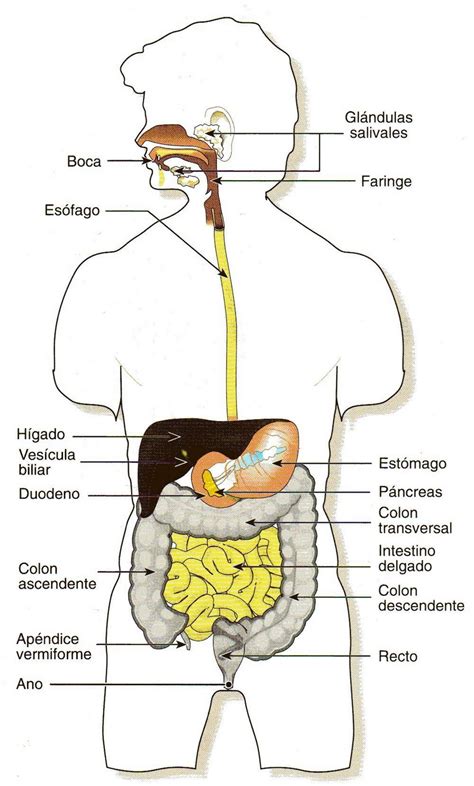 El Sistema Digestivo Del Ser Humano - Image to u