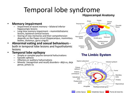 PPT - Parietal lobe PowerPoint Presentation, free download - ID:2194308