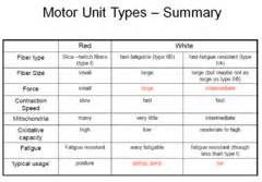 Muscle Innervation & Motor Unit (41) Flashcards | Quizlet