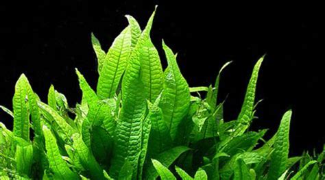 30 Easy Low Light Aquarium Plants for Beginners (Species Guide)