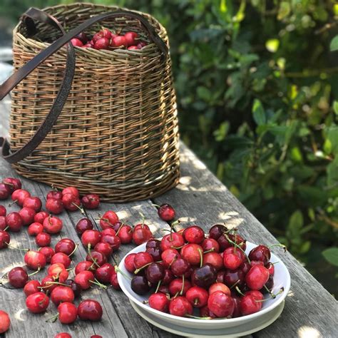 We've got cherries! And picking baskets, cherry pitters, and fruit ...