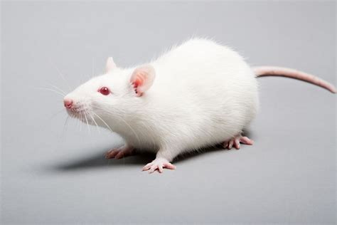 Laboratory mouse - Alchetron, The Free Social Encyclopedia