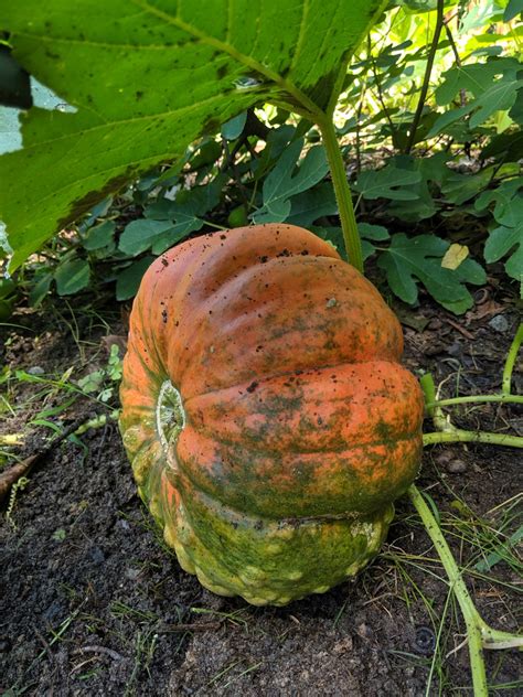 Cucurbita maxima (Autumn Squash, Buttercup Squash, Hubbard Squash ...