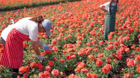 harvesting :- How harvesting is done in rose?