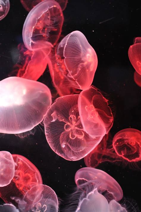 Tokyo Sunshine Aquarium by (etiopix) (via jordosworld) Ocean Creatures ...