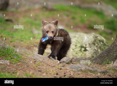 bear cub Stock Photo - Alamy