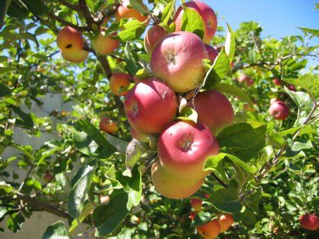 Khione: A Boy & an Apple Tree